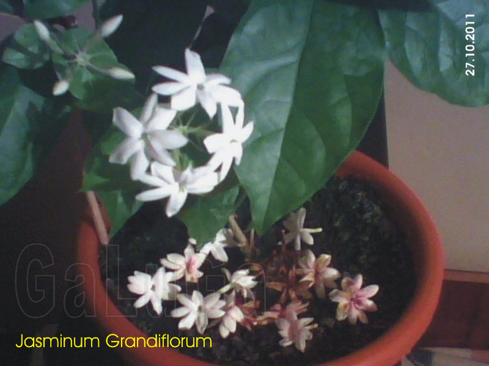 Jasminum Grandiflorum; Detaliu ieri - azi - maine.
Pacat ca nu traiesc decat o zi.
