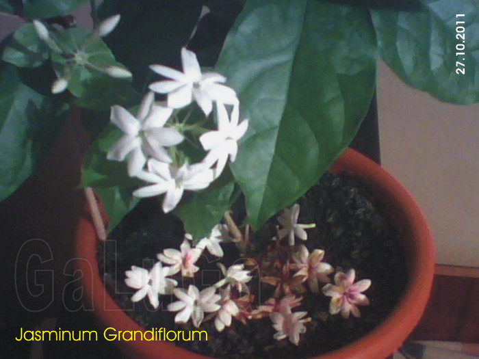 Jasminum Grandiflorum; Detaliu ieri - azi - maine.
Pacat ca nu traiesc decat o zi.
