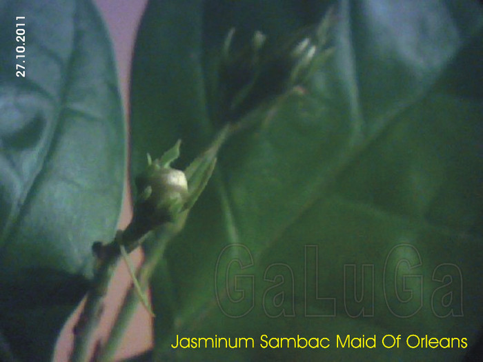 Jasminum Sambac Maid Of Orleans; Detaliu dupa punerea la inradacinat pe 14.09 2011
