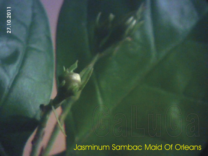 Jasminum Sambac Maid Of Orleans - Sambac Maid Of Orleans