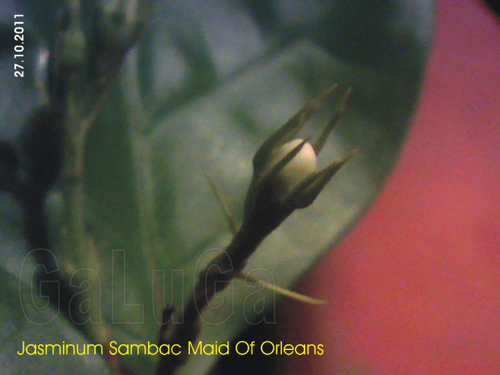 Jasminum Sambac Maid Of Orleans; Detaliu
