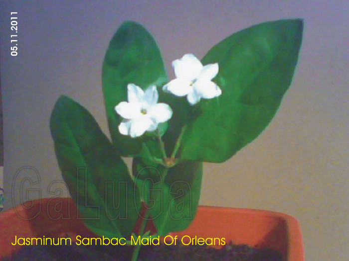 Jasminum Sambac Maid Of Orleans - Sambac Maid Of Orleans