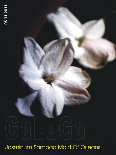 Jasminum Sambac Maid Of Orleans; Planta DOI detaliu flori
