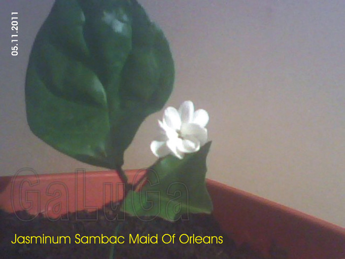 Jasminum Sambac Maid Of Orleans; Planta UNU (un lastar) a inflorit la 52 zile de la inradacinare
