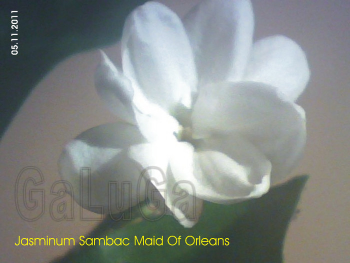 Jasminum Sambac Maid Of Orleans; Detaliu floare
