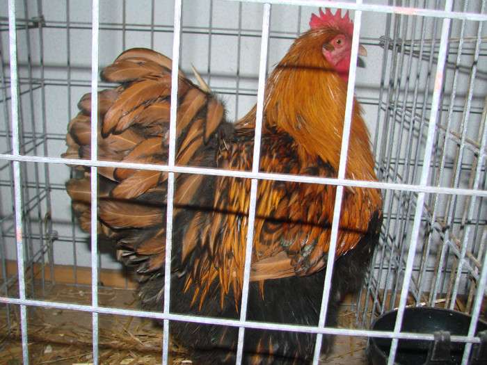 DSC01786