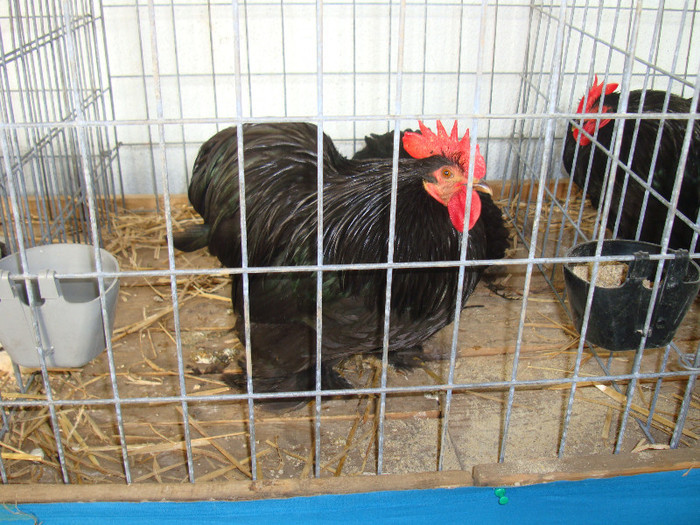 cochinchina pitic negru - Expo Tineret Bv 2011