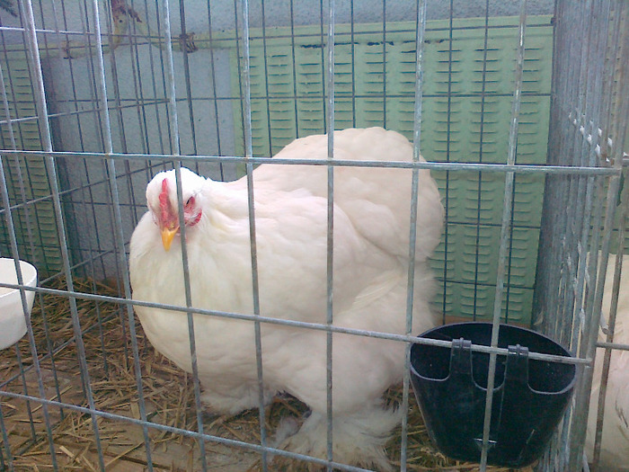 cochinchina urias alb - Expo Tineret Bv 2011