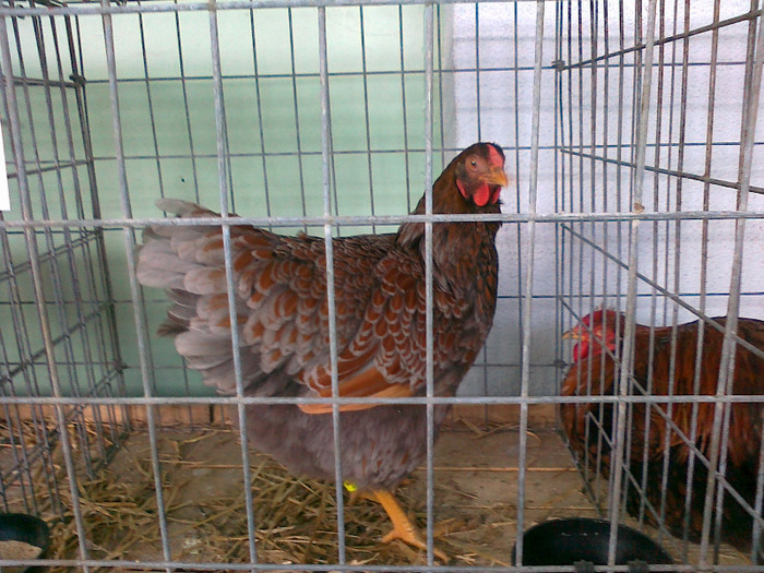 52332047_ZNDIWGD2[1] - Expo Tineret Bv 2011