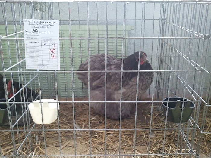 52373686_YSDRGIK2[1]