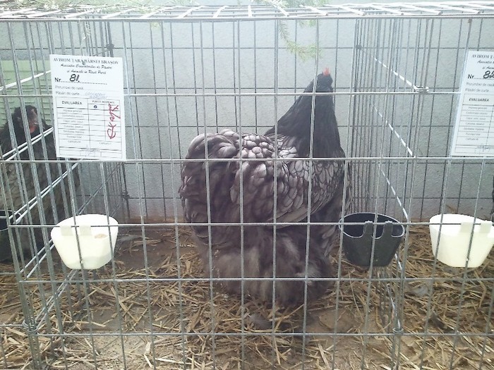 52373687_TUNABOI2[1]