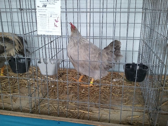 52373771_LNHVDWR2[1] - Expo Tineret Bv 2011