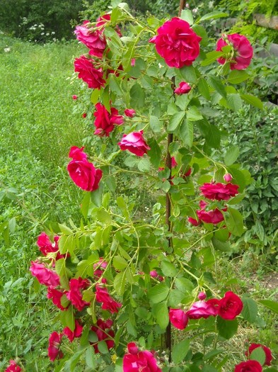 pergola rosie - flori
