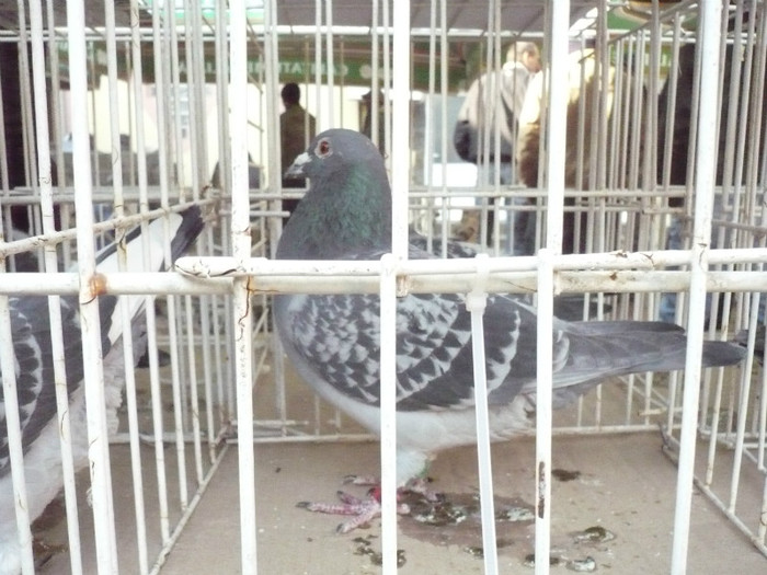 2101601-10-M - C.V.V