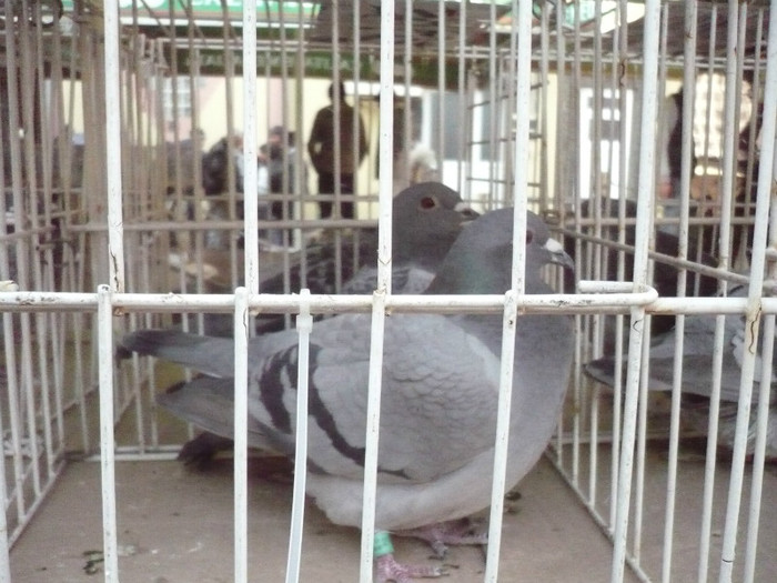 2104259-10-F , 2104261-10-F - DRACEA DANIEL