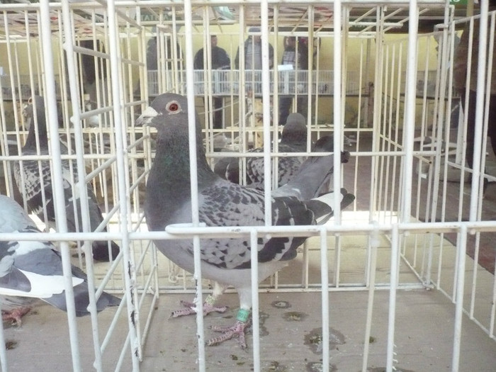 2105128-10-M - TRANDAFIR ALEX