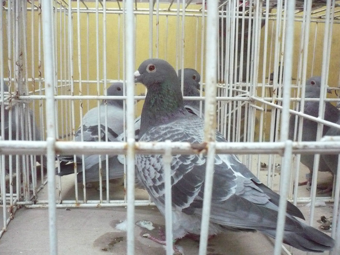 2106771-10-M - C.V.V