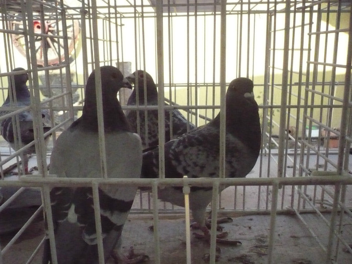 2305425,2305440-11-P - DUMITRESCU   ZORILA