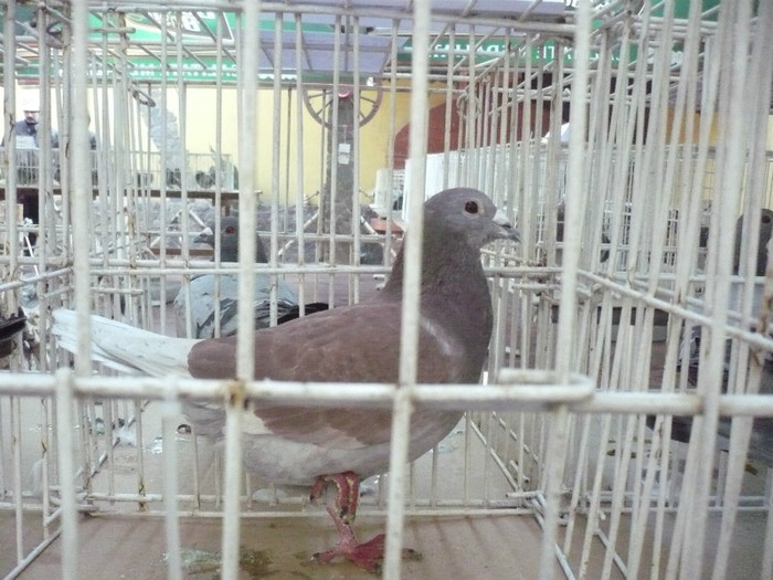 2306004-11-P - MILCINOV IOSIF VIOREL