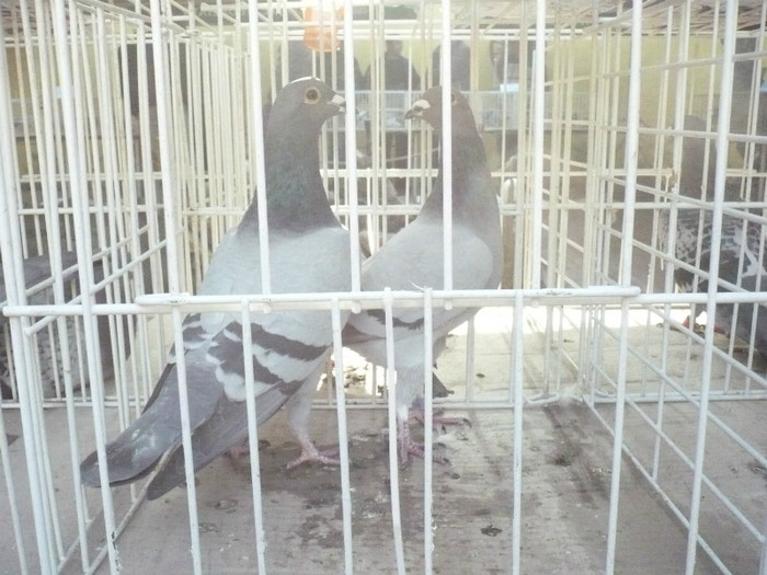 2307757,2307777-11-P - GOGAN   OPRITA