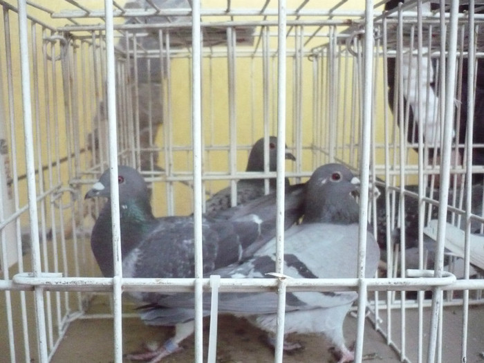 2307770,2307779-11-P - GOGAN   OPRITA