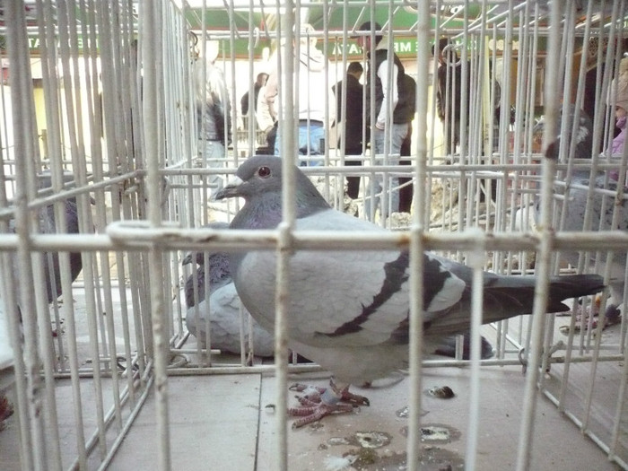 2307773-11-P - GOGAN   OPRITA