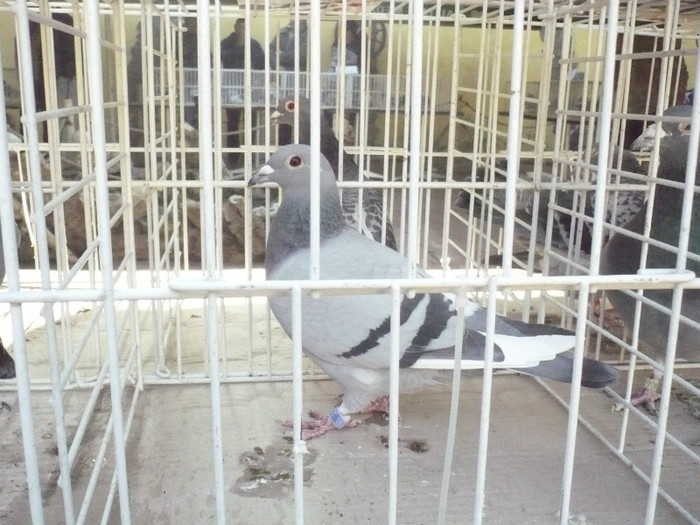 2307782-11-P - GOGAN   OPRITA