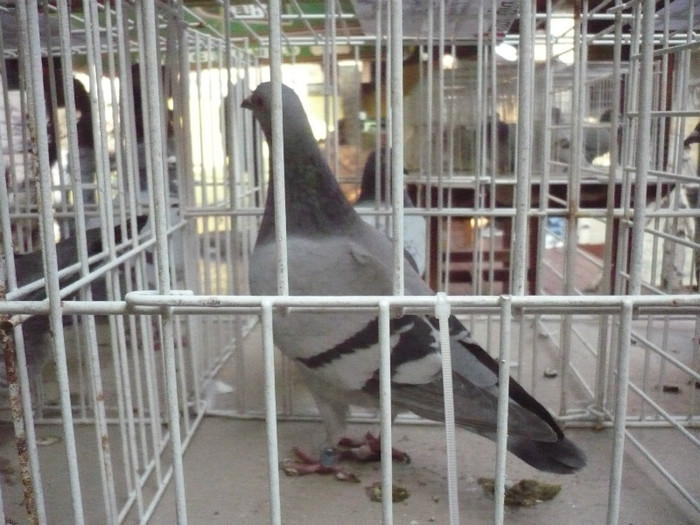 2309805-11-P - COSTEA ALIN   PATRU PETRE