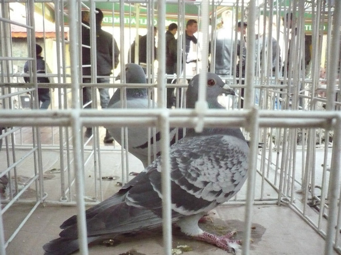 2326110-11-P - SUSELEA ALIN