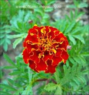 tagetes -patula (craita)