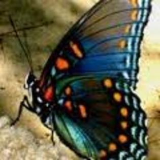 images (7) - fluturi