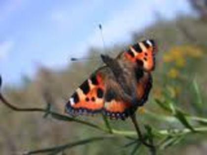 images (11) - fluturi