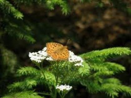 images (16) - fluturi