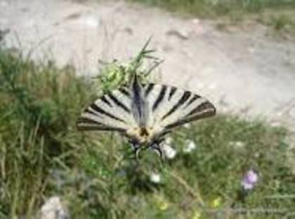 images (25) - fluturi
