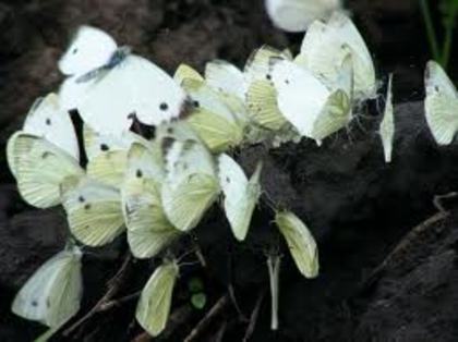 images (65) - fluturi