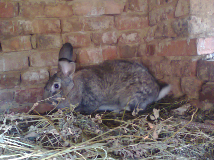 Iepuroaica - Poze iepuri