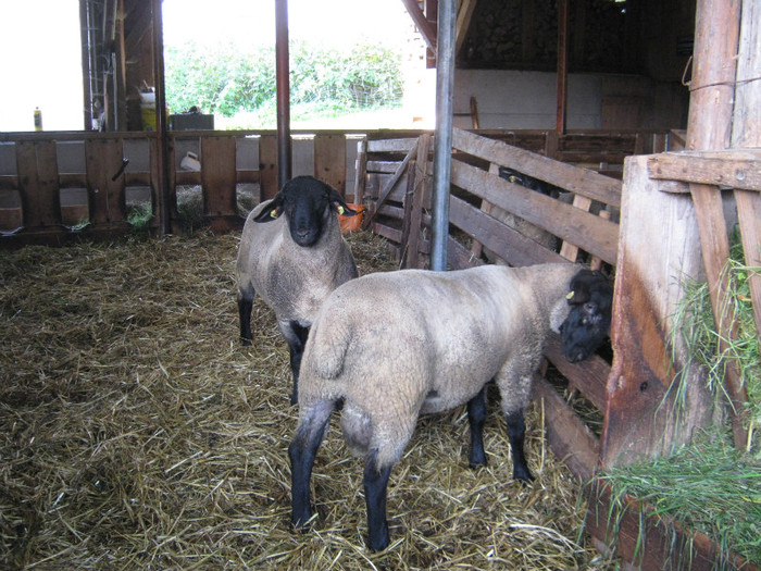 export -de vanzare fam-stahrl 3berbeci