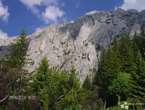 medii-piatra-craiului-5