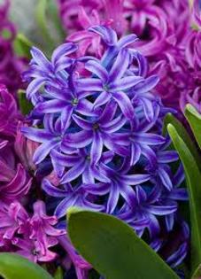 images (77) - poze flori