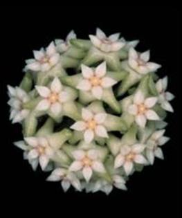images (78) - poze flori