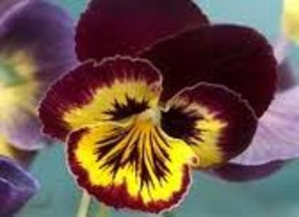 images (80) - poze flori