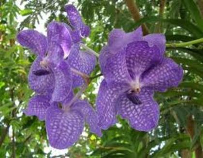 images (43) - poze flori