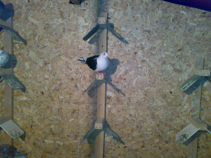 14112011056 - 4 Porumbei 2011