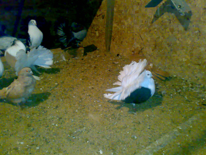 14112011057 - 4 Porumbei 2011