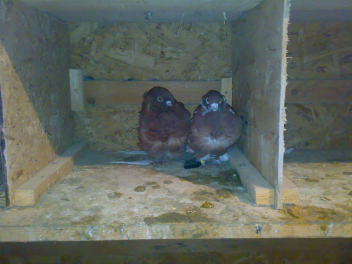 20112011061 - 4 Porumbei 2011