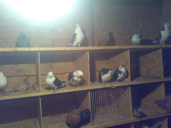 20112011063 - 4 Porumbei 2011