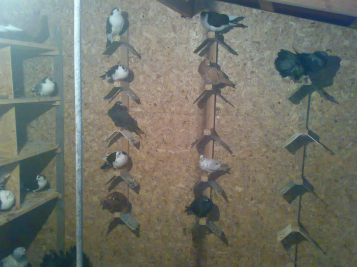 20112011064 - 4 Porumbei 2011