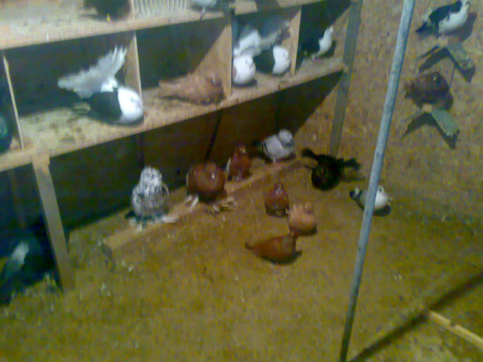 20112011065 - 4 Porumbei 2011