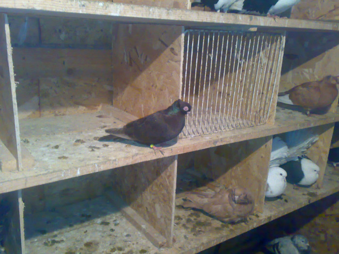 20112011068 - 4 Porumbei 2011