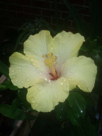  - Hibiscus 2011-2012